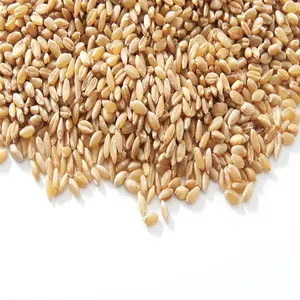 Weizenkorn in loser Schüttung/hochwertigem Weizen, Vollkorn korn für den Export