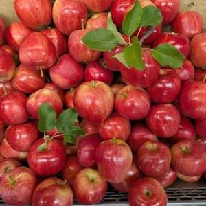 Premium Grade AA Red Delicious Apples - <b>Fresh</b> Harvest - Export Quality - Product Image 4