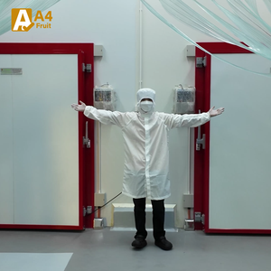 Organic Monthong Durian Sweet Thailand Fresh Cut Seedless Convenientemente empaquetado Exotic Tropical Flavor Adventure Khey Taladthai - Product Image 6