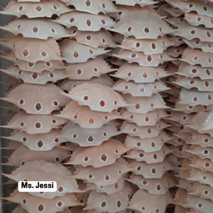 Concha de cangrejo seca de Vietnam/100% Natural, alto calcio, fertilizante orgánico y material de alimentación - Product Image 4