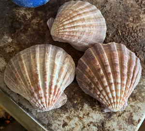 Conchas de vieiras decorativas Premium | Decoración de estilo playero, suministros de fiesta de boda para arte costero hecho a mano - Product Image 4