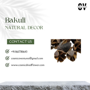 บาคุรีคุณภาพระดับพรีเมียมยอดนิยมสำหรับงานแต่งงานบ้านกิจกรรมสำนักงานตกแต่งและการจัดดอกไม้แห้ง - Product Image 5