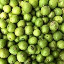 EXTRAIT EXCEPTIONNEL DE FEUILLE DE DRACONTOMELON ET DE TERMINALIA CATAPPA POUR L'AMÉLIORATION DE L'IMMUNITÉ NATURELLE ET LE BIEN-ÊTRE DU CORPS - Product Image 5