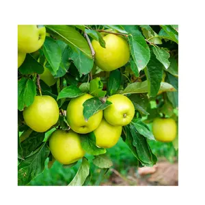 Fresh Yellow Green Apples | Fresh Mutsu Apples Buy Online Wholesale Deal Manufacturer Bulk Fresh Apple Fruit