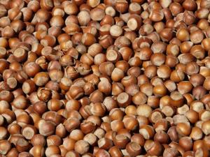 Nueces de Avellana Orgánicas al Mejor Precio, Crudas, Secas, de Alta Calidad, Grado Alimenticio, Bajo MOQ, Envío Internacional Rápido, En Venta - Product Image 1