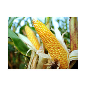 Granos de maíz amarillos naturales de alta calidad, piensos secos sin OGM, bolsas blancas o amarillas a granel personalizadas disponibles en Canadá - Product Image 5