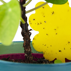 Trampa Adhesiva para Control de Insectos, Eficaz Contra Mariposas, Áfidos, Mosquitos y Moscas del Suelo en Macetas - Product Image 4