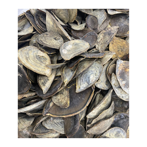 Opercule Murex de qualité supérieure et coquilles d'escargots à partir de 99 GD à prix compétitif - Product Image 3