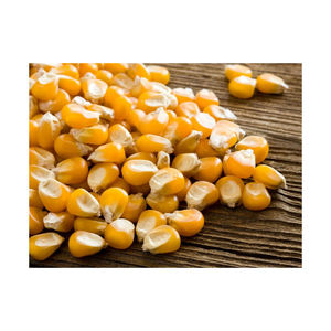 Maíz amarillo/amarillo para consumo humano, no gmo, amarillo, para alimentación animal, palomitas de maíz - Product Image 1