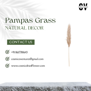 หญ้าแพมพัสคุณภาพพรีเมียมยอดนิยมสำหรับงาน DIY ตกแต่งบ้าน งานอีเว้นท์ สำนักงาน จัดดอกไม้แห้ง เป็นมิตรกับสิ่งแวดล้อม - Product Image 5