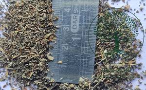 Meilleure qualité Ocimum Sanctum Tulsi Leaf Tcut/Tbc Fourniture en vrac d'assaisonnements et de condiments dans un emballage en sac - Product Image 2