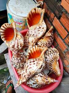 Élevez votre décor de mariage de plage avec l'appel unique des coquillages d'escargot de trompette - Product Image 4