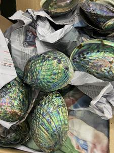 Conchas de Abulón Pulidas Grandes para Colección y Decoración - Conchas de Caracol Reina de Vietnam - Product Image 3