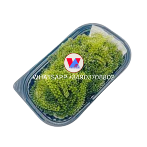 MEJOR PRECIO PARA TI, MEJORES SEAGRPAES DE VIETNAM 2025 CON PRECIO COMPETITIVO - Product Image 2