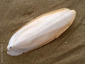 FUENTE DE CALCIO DE ETIQUETA LIMPIA DE HUESO DE SEPIA NATURAL PURO PARA MASCOTAS Y APOYO INMUNE A BASE DE PLANTAS - Product Image 6