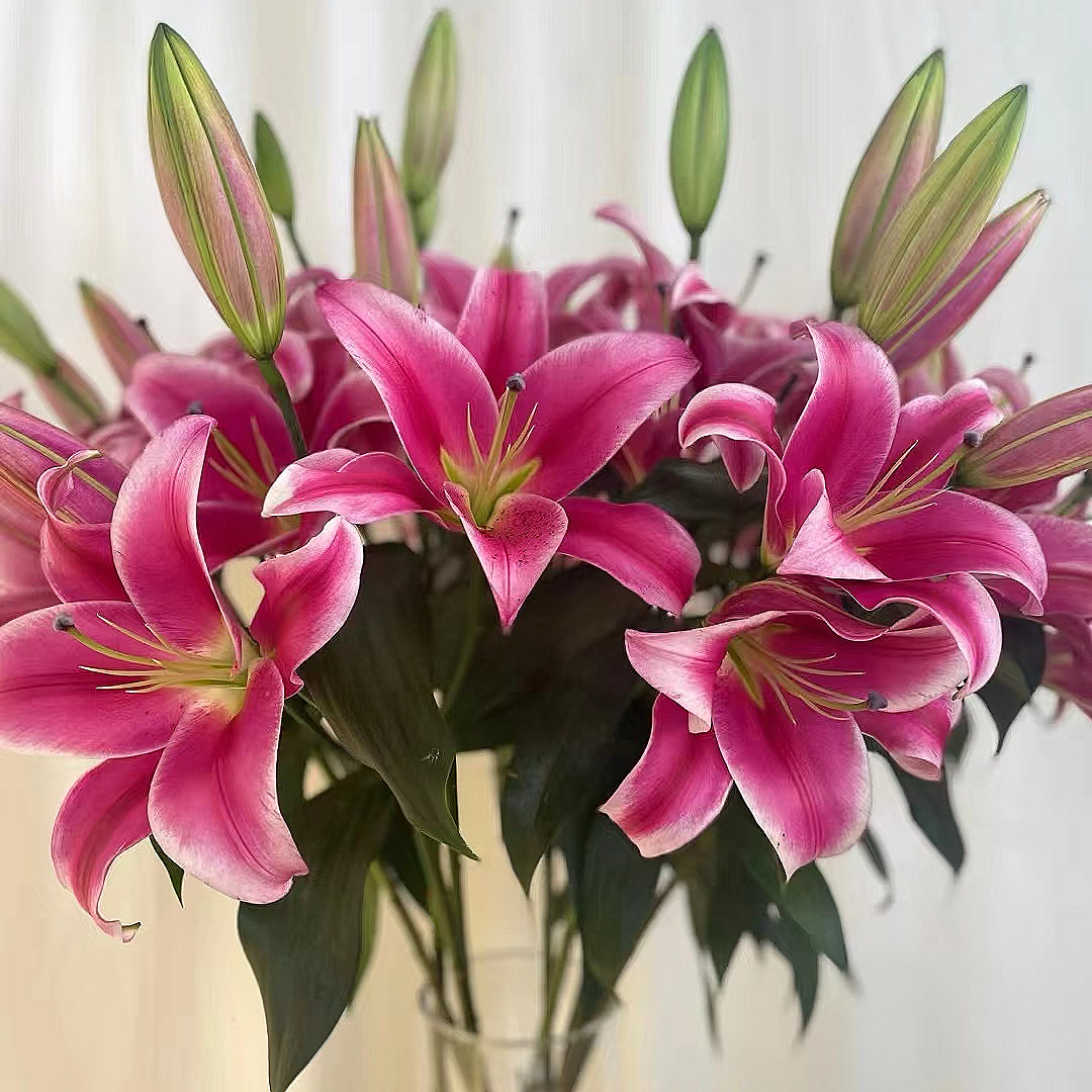 RedLilyMultiFleur