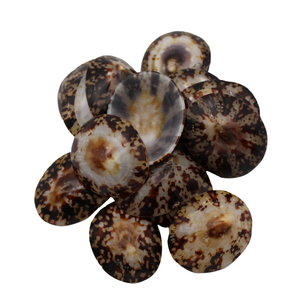 เปลือกธรรมชาติเงางาม/ดีไซน์ทำมือ/ราคาไม่แพง/ผลิตในเวียดนาม - Product Image 3