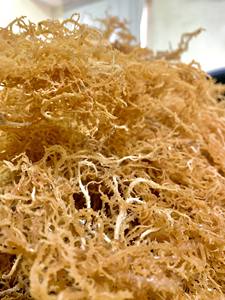 Good Quality <b>Seaweed</b> Irishmoss Seamoss Jamaica Eucheuma Cottonii From Ninh Thuan Sea Vietnam/ Serena - Product Image 4