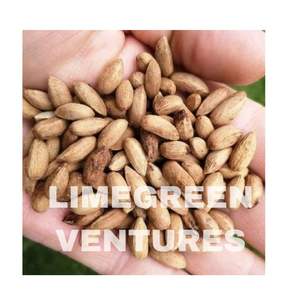 Double langue 100% Natural Premium Organic Neem Seeds pour l'extraction d'huile pressée à froid Produits agricoles Durée de conservation de 12 mois - Product Image 3