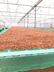 Café Vert Robusta du Vietnam de Qualité Supérieure, Grains Entiers, OEM ODM Disponibles, Vente en Gros, Prix Compétitifs - Product Image 6