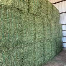 Heno de Alfalfa de Primera Calidad para Ganado Vacuno, Caballos y Cerdos - Empaquetado en Pacas, Suministro al por Mayor - Product Image 2