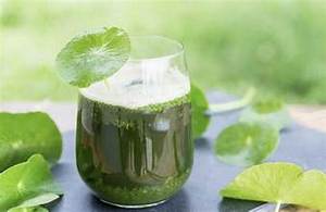 POUDRE DE GOTU KOLA BOTANIQUE D'ÉTIQUETTE PROPRE POUR LE SOUTIEN NATUREL DU SYSTÈME IMMUNITAIRE ET L'ÉQUILIBRE DE DÉTOX QUOTIDIEN - Product Image 4