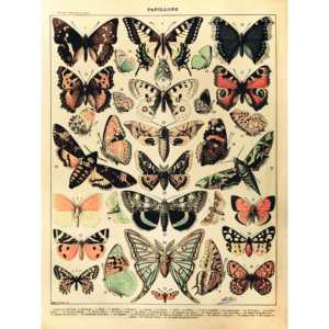 Impresión artística de Adolphe Millot, hermoso patrón de mariposas en naturaleza muerta - Product Image 1