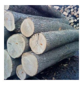 Troncos de madera de haya de 500-1000 metros cúbicos, volumen localizado para aserraderos a gran escala y plantas de fabricación de chapa, suministro al por mayor - Product Image 3