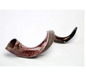 Vente en gros Grande corne de bélier Shofar casher Instrument de musique poli naturel utilisé à des fins religieuses juives - Product Image 6