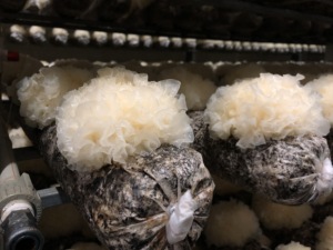 Integratori di Funghi Premium Orgmyco Beauty per il Benessere della Pelle - Vendita all'Ingrosso - Product Image 2