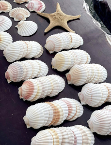 Auténtica Concha de Vieira Blanca, Concha Marina Natural de Gran Tamaño, Espécimen de Tesoro Oceánico para Decoración de Interiores Costeros - Product Image 2