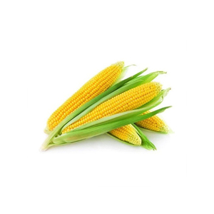Maïs jaune sans OGM pour la consommation humaine et animale - Product Image 2