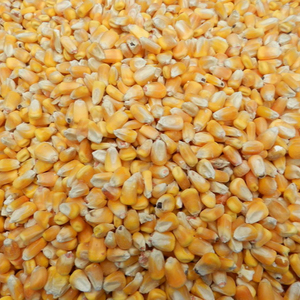 Bran de trigo para alimentación Animal, maíz, grano - Product Image 5