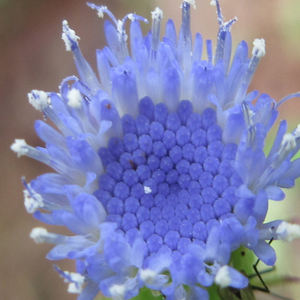 Crassocephalum Rubens (Yoruban Bologi) - Product Image 2