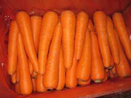 High Quality Organic <b>Fresh</b> <b>Carrots</b> From Vietnam for Food Use - Product Image 3