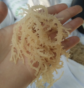 วัตถุดิบสาหร่ายคอตตอนนีบริสุทธิ์ เหมาะสำหรับการผลิตไฮโดรคอลลอยด์  รองรับการจัดหาโดยเวียดนามสำหรับผู้จัดจำหน่ายในประเทศไทย - Product Image 3