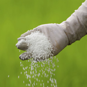 Proveedor Mayorista de Fertilizante de Nitrato de Prill Soluble para Plantas de Interior, Suculentas y Uso Hidropónico - Product Image 2