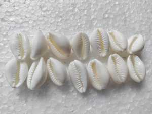 Conchas de cauri naturales hechas a medida en hueso de concha blanca pura y cuentas de coral para diseñadores de joyas y tiendas de cuentas - Product Image 2