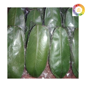 Hojas de Graviola secadas al sol de alta calidad de Vietnam: Hojas de Guanábana naturales puras para el apoyo inmunológico y la desintoxicación - Product Image 1