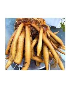 TERMINALIA CATAPPA INSPIRADO CONGELADO KRACHAI CON FUNCIÓN DE APOYO INMUNE E INGREDIENTE BOTÁNICO DE ETIQUETA LIMPIA - Product Image 1