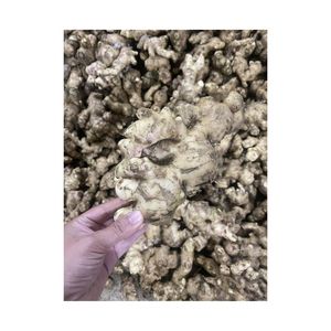 ขิงสดรสเผ็ดสุดๆจากฟาร์มราคาถูกจากเวียดนาม - Product Image 3