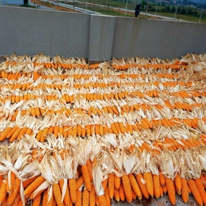 Premium dried corn for <b>decoration</b>, a versatile <b>rustic</b> accent for kitchens, <b>homes</b>, cafe, or countryside-inspired events. - Product Image 4