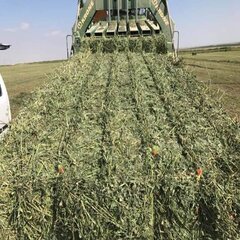 International Sellers Alfalfa Hay for Horse Cattle Pig-Animal Feeding <b>Stuff</b> Bales/Bags Packaging For Sale - Product Image 4