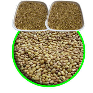 Trèfle Berseem | Apport précieux dans l'élevage - Product Image 6