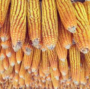 Maíz Amarillo de Alta Calidad en Venta, Precio del Maíz Amarillo por Tonelada, Maíz Amarillo para Alimentación Animal - Product Image 4