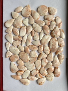 Piedra Preciosa Natural de Scolecita Rosa de Alta Calidad, Cabujón de Forma Mixta, ARHAN GEMS Modelo AR-147 2-10g para la Fabricación de Joyas - Product Image 4