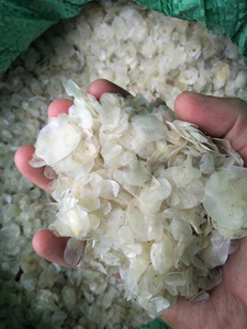 Dried Fish Scale Flakes Bulk Order For Aquaculture Applications Collagen Extraction And Global Industrial Biotechnology Use - Product Image 5