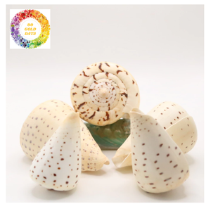 Small Cowrie Shells For Bracelet Making, Earring <b>Accessories</b>, And <b>Beach</b> Wedding Decoration - Product Image 4