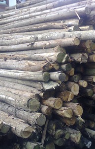 Estacas de madera maciza de origen vietnamita en varios tamaños para suministros de jardín - Product Image 4