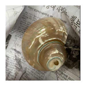 เปลือกหอยเทอร์โบเบอร์เนสธรรมชาติจากเวียดนามสำหรับตกแต่งบ้านชายฝั่ง - Product Image 4